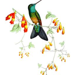 Hummingbirds Print Set Of 4 Unframed Etsy Wall Art Hummingbird Pictures - thumbnail 2