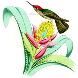 Hummingbirds Print Set Of 4 Unframed Etsy Wall Art Hummingbird Pictures - thumbnail 3