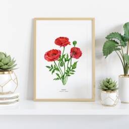 Red Poppy Watercolor Art Print - Botanical Floral Watercolour Painting Home Living Room D??cor Common Red Flowers Papaver Rhoeas - thumbnail 2