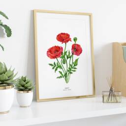 Red Poppy Watercolor Art Print - Botanical Floral Watercolour Painting Home Living Room D??cor Common Red Flowers Papaver Rhoeas - thumbnail 3