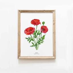 Red Poppy Watercolor Art Print - Botanical Floral Watercolour Painting Home Living Room D??cor Common Red Flowers Papaver Rhoeas - thumbnail 1