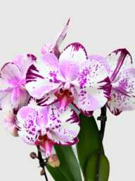 Phalaenopsis Magic Art, 70cm, Purple & White Orchid, Pet-Friendly, Air Purifying Plant, Hard To Find - thumbnail 1