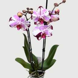 Phalaenopsis Magic Art, 70cm, Purple & White Orchid, Pet-Friendly, Air Purifying Plant, Hard To Find - thumbnail 2