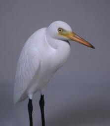 Great Egret Decoy Wood Carving