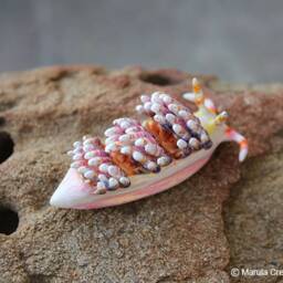 Diva The Nudibranch - Godiva Rachelae - thumbnail 4