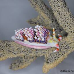 Diva The Nudibranch - Godiva Rachelae - thumbnail 3