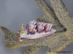 Diva The Nudibranch - Godiva Rachelae