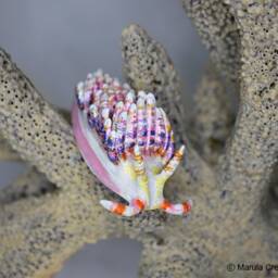 Diva The Nudibranch - Godiva Rachelae - thumbnail 2