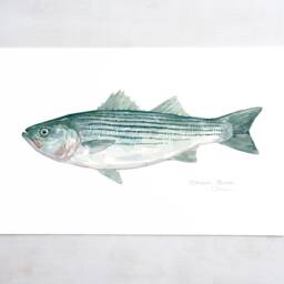 striped Bass Watercolor Print Coastal Wall Art Fish Painting - thumbnail 2