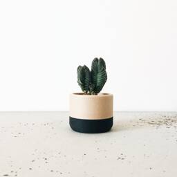 Two-Tone Wood Planter - Ecotool - thumbnail 2