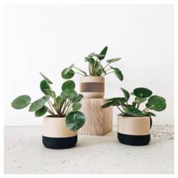 Two-Tone Wood Planter - Ecotool - thumbnail 4
