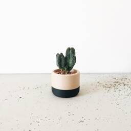 Two-Tone Wood Planter - Ecotool - thumbnail 3