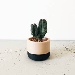 Two-Tone Wood Planter - Ecotool - thumbnail 1