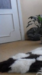 Handmade Sheepskin Chessboard Rug Wool & Leather, 160/110cm - thumbnail 4