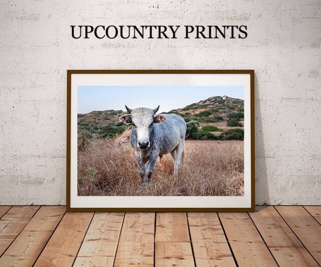 Cow Photograph Farmhouse Wall Art Print - Digital Download - image 1