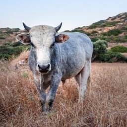 Cow Photograph Farmhouse Wall Art Print - Digital Download - thumbnail 2