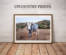 Cow Photograph Farmhouse Wall Art Print - Digital Download - thumbnail 1