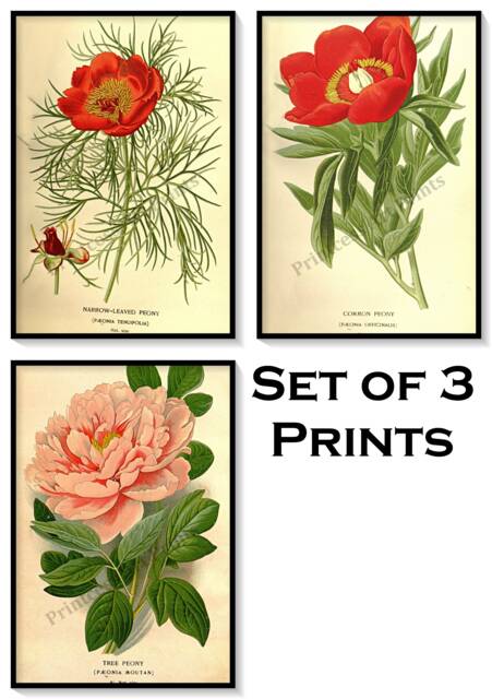 Peony Flower Antique Botanical Illustration Plates Set Of 3 Art Prints Pale Yellow Background - image 1