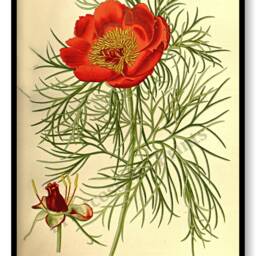 Peony Flower Antique Botanical Illustration Plates Set Of 3 Art Prints Pale Yellow Background - thumbnail 2