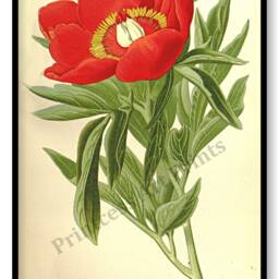 Peony Flower Antique Botanical Illustration Plates Set Of 3 Art Prints Pale Yellow Background - thumbnail 3