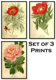 Peony Flower Antique Botanical Illustration Plates Set Of 3 Art Prints Pale Yellow Background - thumbnail 1