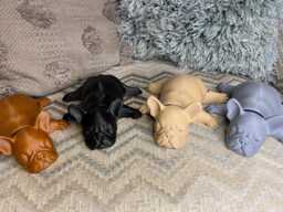 Sleeping French Bulldog Articulated Model