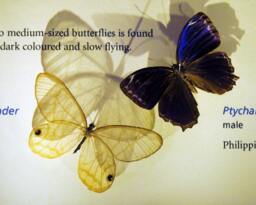 Electric Blue Butterfly, Fine Art Photography Print, Butterfly Photography, Iridescent Wings, Wall - thumbnail 1