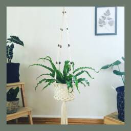 Nested Aster - thumbnail 2