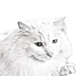 Turkish Angora - Wooden Stand For Candles/Pens With The Image Of A Cat New Collection - thumbnail 2