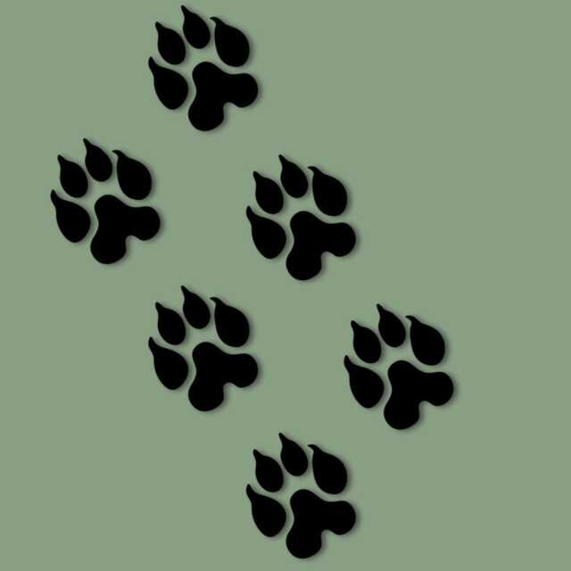 Wooden Leopard Footprints- Set Of 6 - Personalised Leopard Sign Animal Footprints Safari Theme Decor- Wall Art- Footprint Decor - image 1