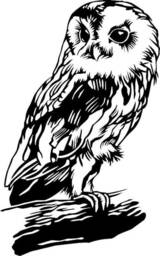Owl Vinyl Decal Decor Car Van Bonnet Side Sticker Hood Graphic Sign Motorhome Campervan Wall Art