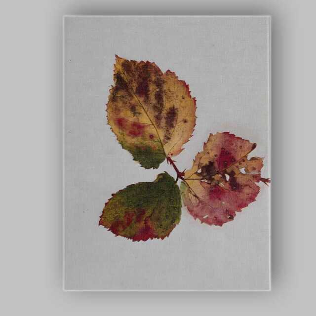 Vintage Autumn Leaves Botanical Illustration On White Background Canvas Wall Art Print Decor Picture Ready To Hang - image 1