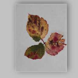 Vintage Autumn Leaves Botanical Illustration On White Background Canvas Wall Art Print Decor Picture Ready To Hang - thumbnail 1
