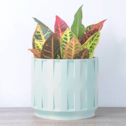 "Colosseum Planter With Drainage & Saucer in Cotton Candy Blue, Unique 3D-Printed Plant Pot, Small To Large Sizes 4"" 5"" 6"" 7"" 8" - thumbnail 2