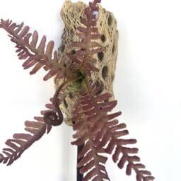 Handmade Succulent Wall Hanging, Air Plant Decor, Cactus Desert Flower Wall, Driftwood Art, Western Wall Decor, Zen - thumbnail 4
