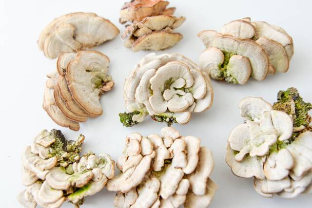 Natural Dried White Bracket Mushrooms Woodland Terrarium Decor - 2-5 - image 1