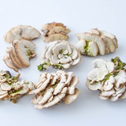 Natural Dried White Bracket Mushrooms Woodland Terrarium Decor - 2-5 - thumbnail 2