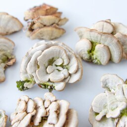 Natural Dried White Bracket Mushrooms Woodland Terrarium Decor - 2-5 - thumbnail 3