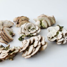 Natural Dried White Bracket Mushrooms Woodland Terrarium Decor - 2-5 - thumbnail 4