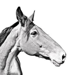 Australian Stock Horse - Wooden Stand For Candles/Pens With The Image Of A New Collection - thumbnail 2