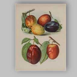 Vintage Botanical Plum Variety Illustration Canvas Wall Art Print Decor Picture Ready To Hang - thumbnail 1