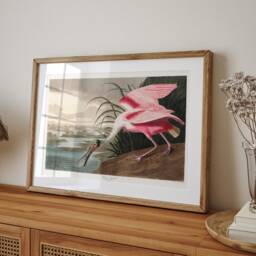 Victorian Print Roseate Spoonbill, John James Audobon Poster, Historical Bird Art, Pink Wildlife, Illustrations Book Page, Vintage Drawing - thumbnail 2