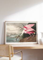Victorian Print Roseate Spoonbill, John James Audobon Poster, Historical Bird Art, Pink Wildlife, Illustrations Book Page, Vintage Drawing - thumbnail 1