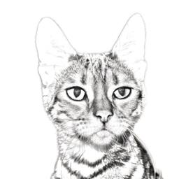 Toyger - Wooden Stand For Candles/Pens With The Image Of A Cat New Collection - thumbnail 2