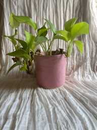 Candy Floss Pink Ceramic Planter, Handmade Glazed Pot, Pink Plant Large Vessel, Unique British Gift, Handcrafted Pots - thumbnail 1