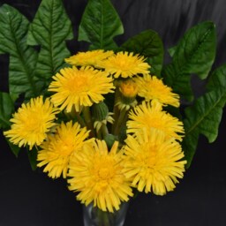 Handmade Polymer Clay Dandelion Bouquet Bright Yellow Floral Arrangement - thumbnail 2