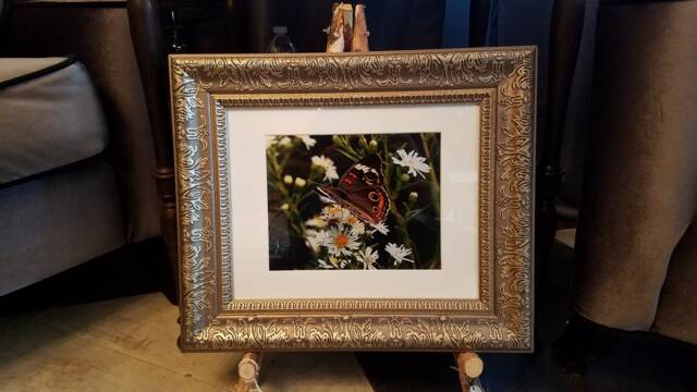 Butterfly On Flower Framed Print - image 1