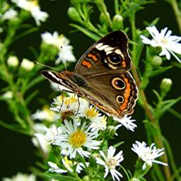 Butterfly On Flower Framed Print - thumbnail 3