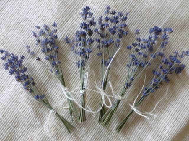 Mini Dried Lavender Bouquets 2024 Harvest, Wedding Favors - image 1