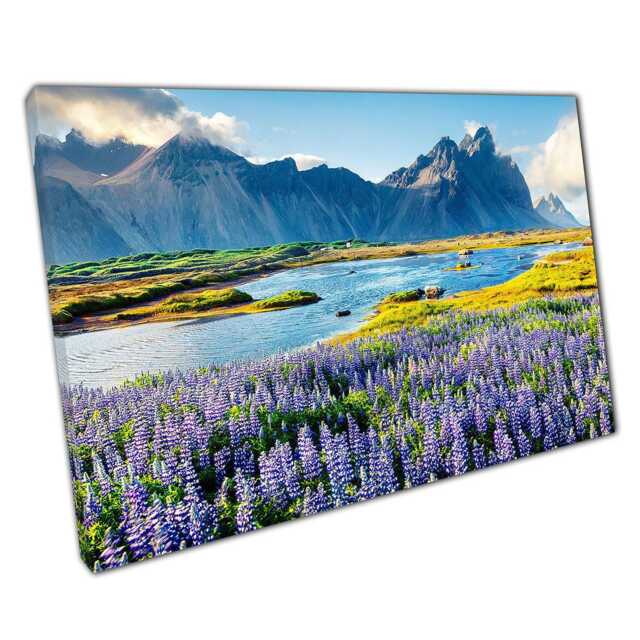 Icelandic Lupine Flowers Canvas Print Stokksnes Headland Coastal Scenery Wall Art For Home & Office Decor - image 1